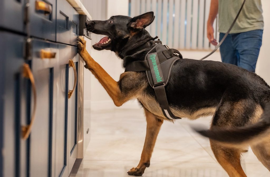 Zuko the Mold Detection Dog Goes Prime Time on WPTV News