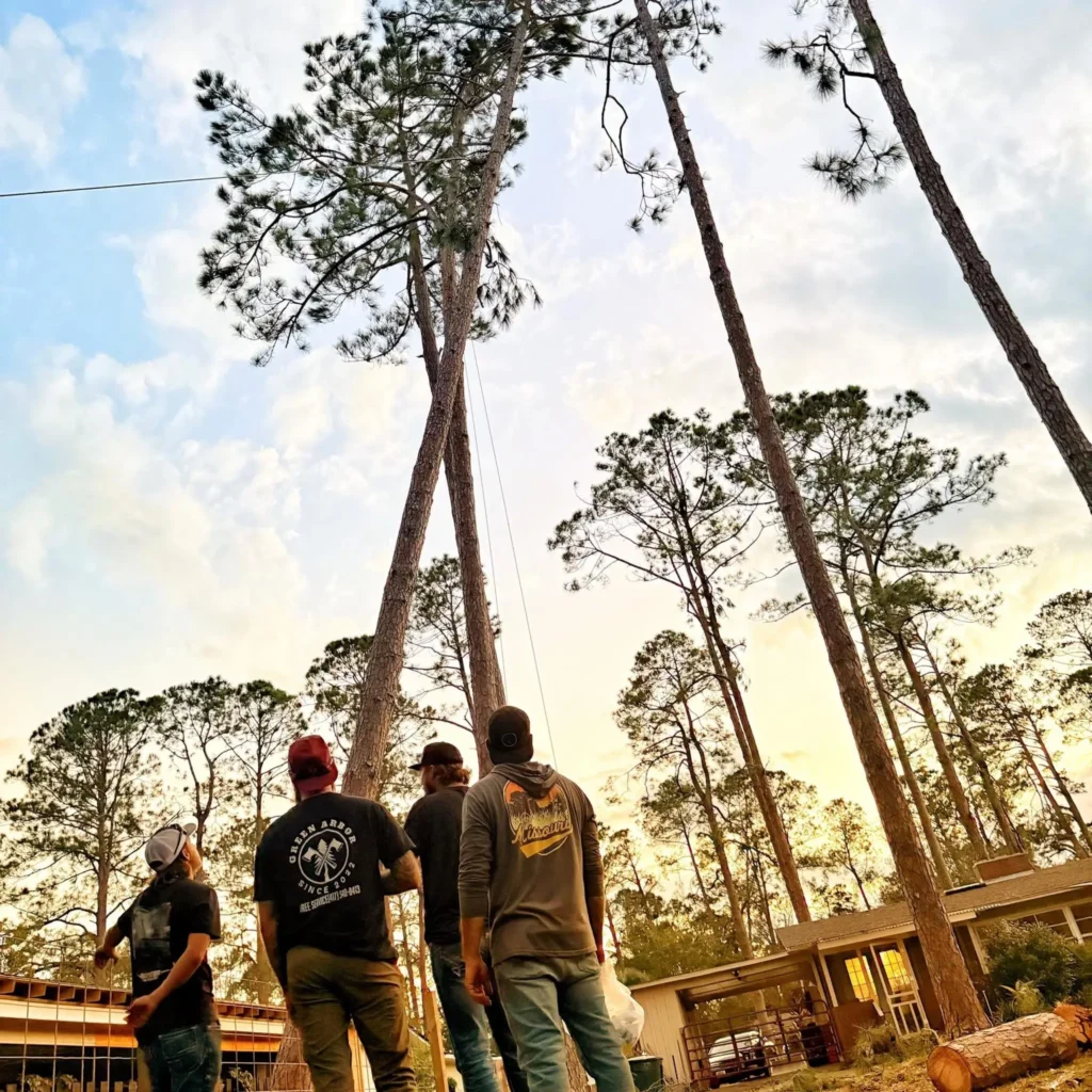 Green Arbor LLC Expands Professional Tree Services Throughout Northwest Arkansas and Four-State Region